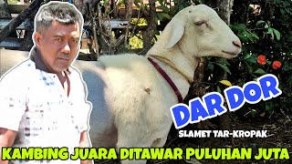 KAMBING TERCEPAT DI TAWAR 20 JT GAK DI JUAL ‼️REVIEW KAMBING BALAP TIM DAR DOR