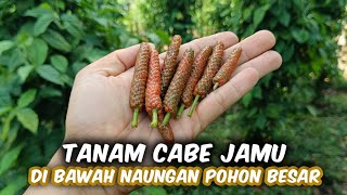 Tanam Cabe Jamu Di Bawah Naungan Pohon Besar Apakah Bisa Bagus?