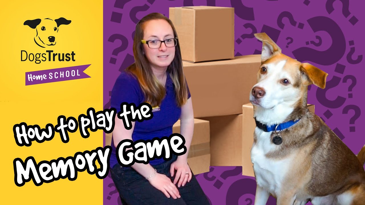 How good is your dog's memory? Dogs Trust YouTube