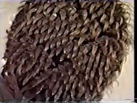 Vídeo: Diferença Entre Cycas E Pinus