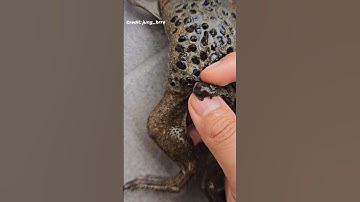 Pipa Pipa Toad Gives Birth From Their Back! (TRYPOPHOBIA WARNING ⚠️) #pipapipa #surinamtoad