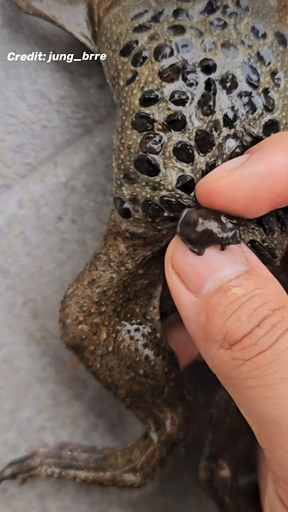 Katak Pipa Pipa Melahirkan dari Punggungnya! (PERINGATAN TRYPOPHOBIA ⚠️) #pipapipa #surinamtoad