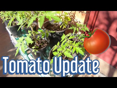 Tomato Plants in Winter - An Update on their growth