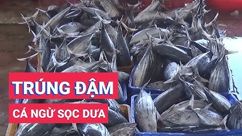 Ngư dân Khánh Hòa trúng rất đậm mùa cá ngừ sọc dưa