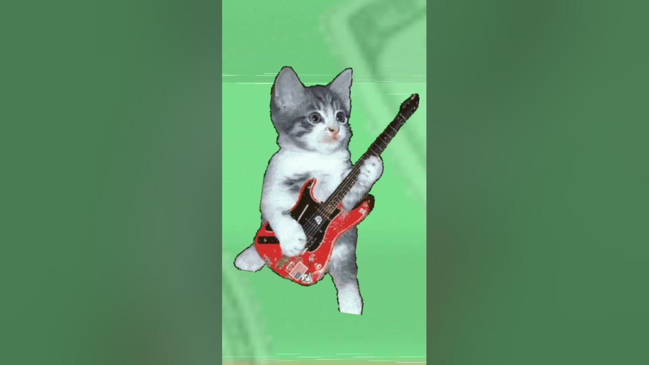 котяра с гетарой😛 - YouTube