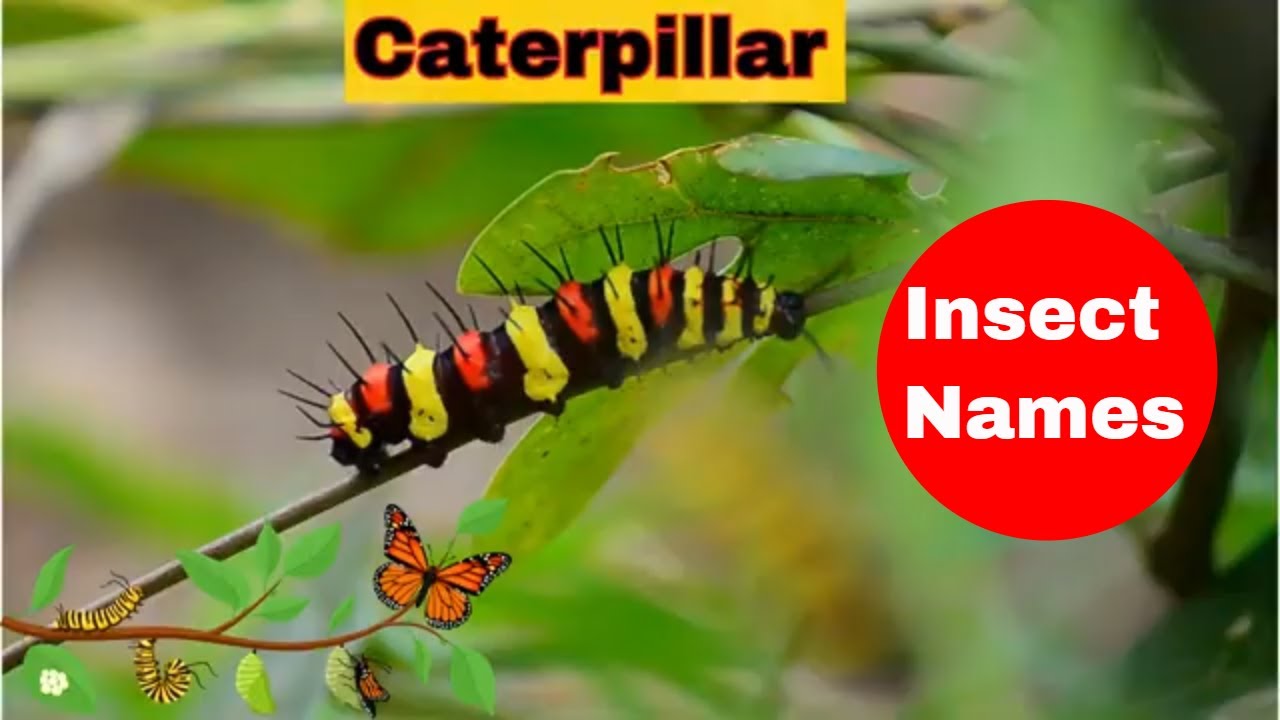 25+ Insect Names for Kids A to Z Insects GK for Kids Kids