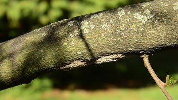 How to Remove Spotted Lanternfly Eggs