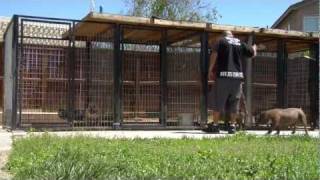 AMERICAN BULLY KENNEL  C LOS BULLIES