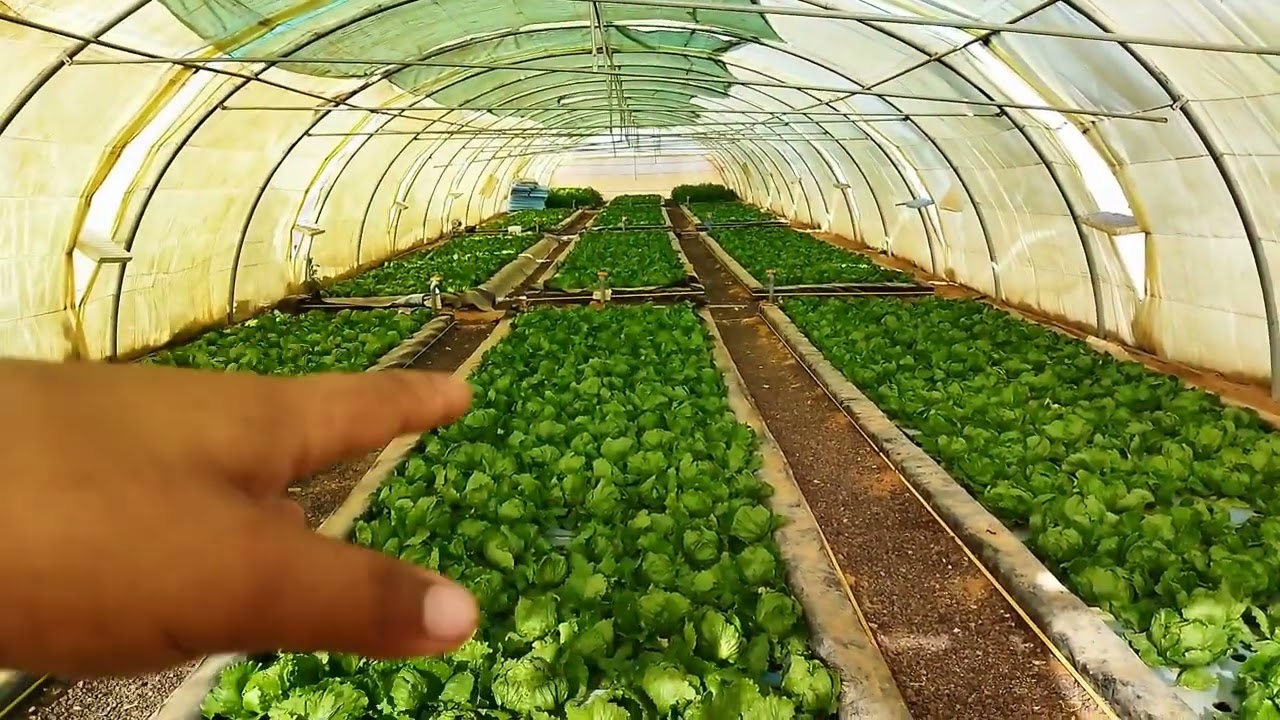 كيفية زراعة الخس او الورقيات فى فصل الصيف بطريقه صحيحه