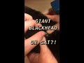 GIANT BLACKHEAD REMOVAL ON CAT?!