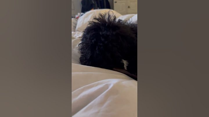 Lulu the doodle