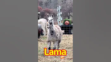 Cute Lamas Shorts Youtubeshorts Ytshorts Lama Animals Cute Usa 