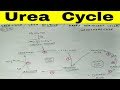 Urea Cycle - 1 ( Ornithine Cycle / Krebs Henseleit Cycle / Urea Bicycle )