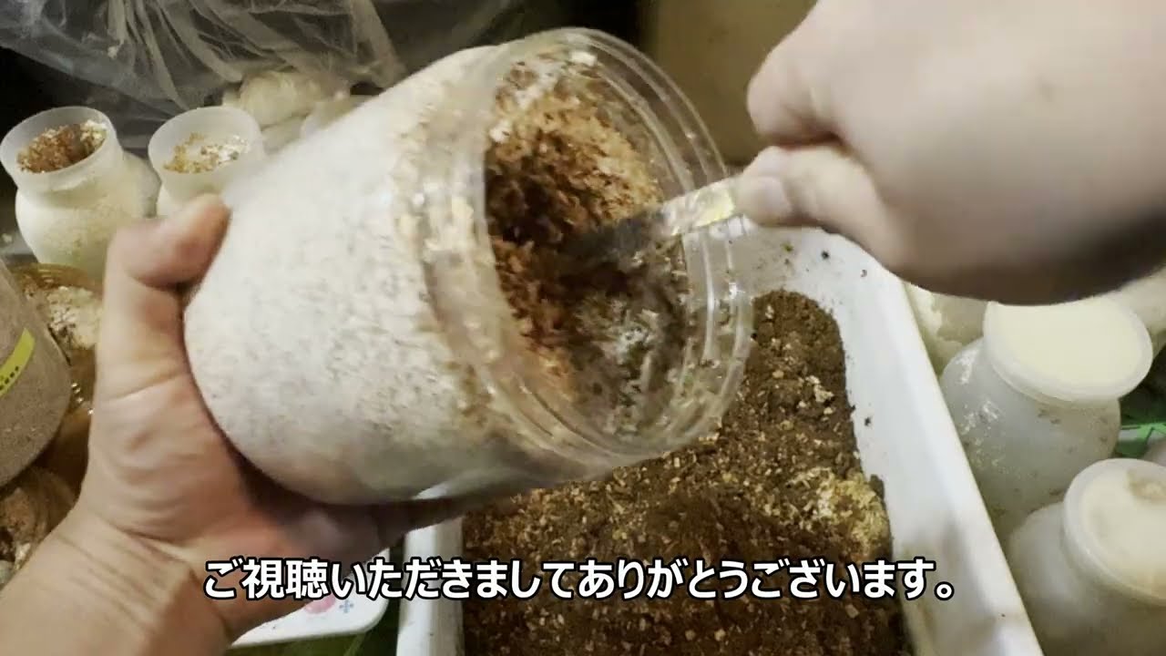 巨大アンタエウス幼虫が登場！菌糸ボトル交換です