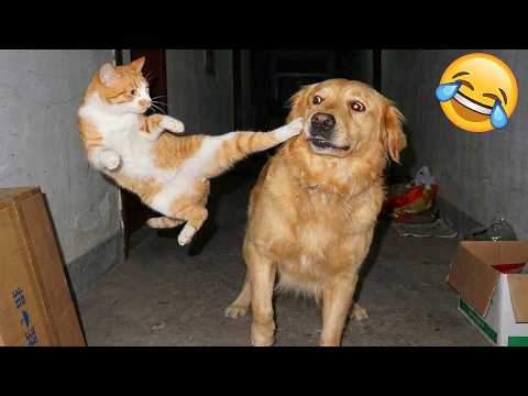 🤣 Cutest and Funniest Cats & Dogs 2026  Viral Clips