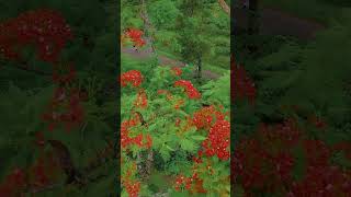 চ বগন ফল গছ