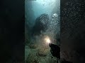 Mysterious Fish caught on cam! #aigenerated #bigfish #divertente