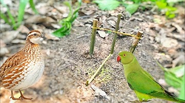 Easy Making Quick Pigeon Trap From village  - Really Unique Bird Trap#birdtrap#quick#3