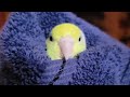 birb
