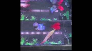 ☀️ Huyết Long vs La hán vs Két KingKong ☀️