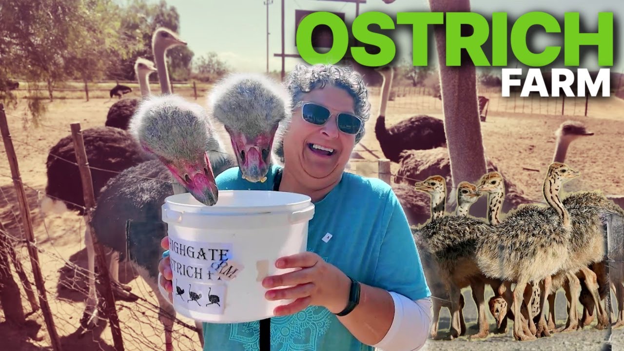 СТРАУСЫ-МИЛЛИАРДЕРЫ?! 🤯 Меняю побережье на лучшие молочные коктейли от Klein Karoo! — Van Life, Ю...