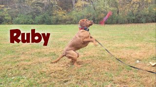 Red Fox Lab Puppy Ruby Learns How to Be Herself, Avoids Common Dog Pitfalls