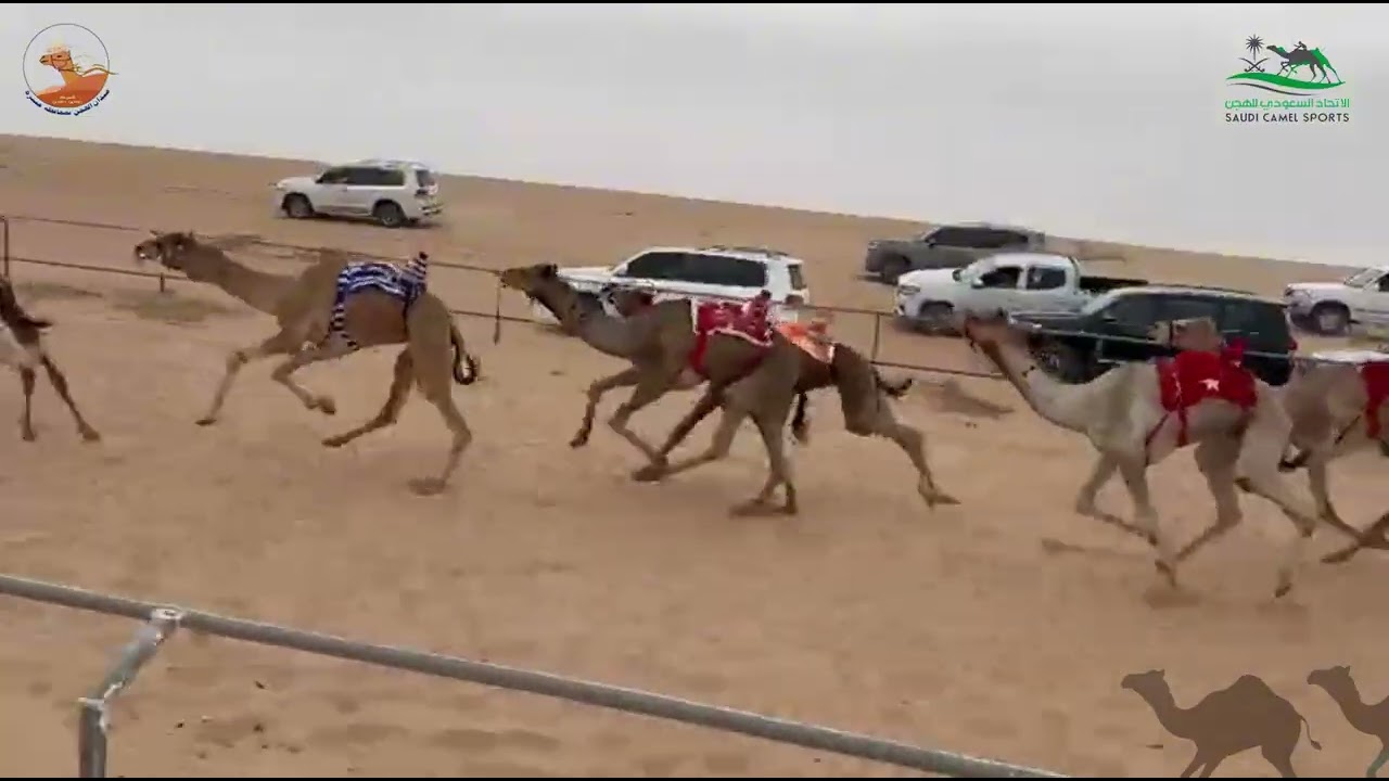 الشوط الاول قعدان جذاع / سياف فراج محمد القحطاني