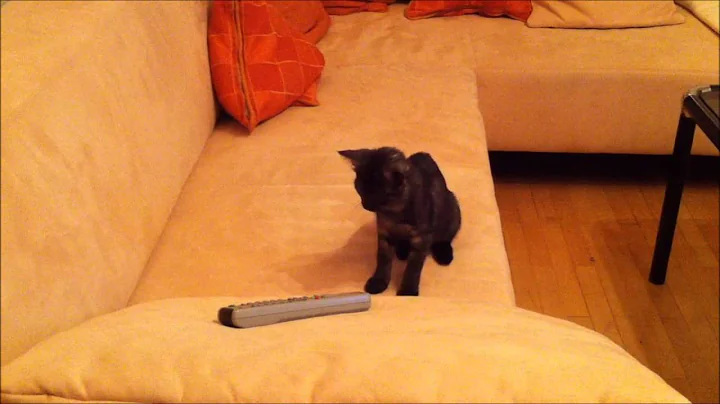 Watch the video about Egyptian Mau Kitten vs. TV remote