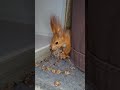 Шредер включился! 🤣 #love #remember #busia #shorts #нашмалыш #mourn #onrabuga #тоскуем #squirrel