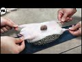 This Is What Happens When Hedgehogs Become Pets