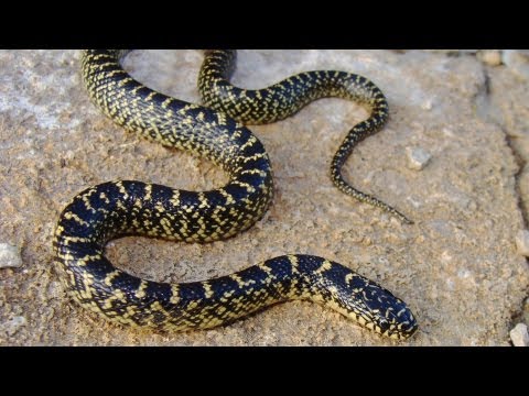 Video: Infezione Da Retrovirus Nei Serpenti