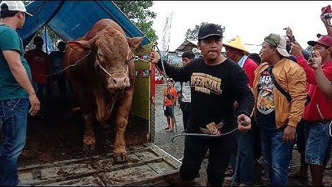 Datangnya Raja Sapi Terbesar Di Indonesia Sang Winner BIMA SAKTI Kontes Sapi Nasional APPSI 2020