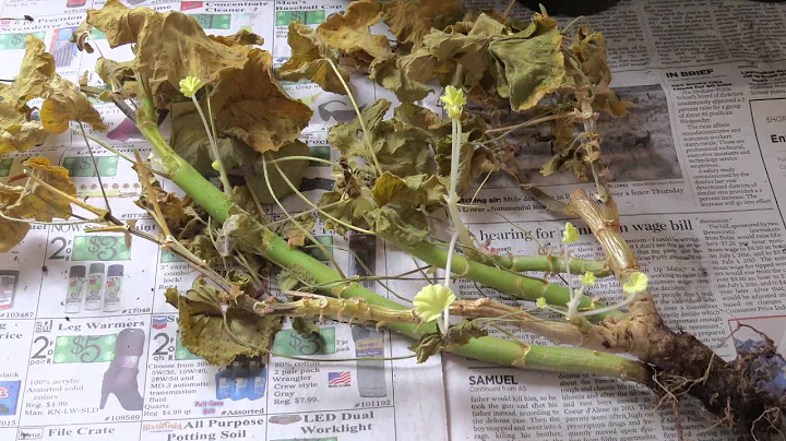 Overwintering Geraniums: When and How to Pot Up - DayDayNews