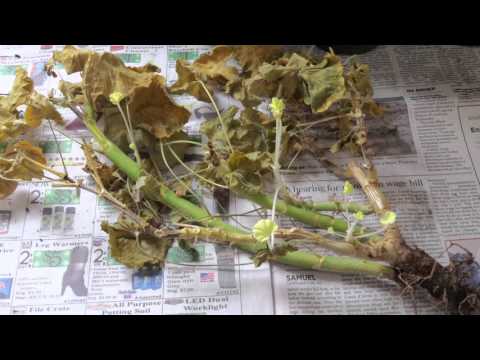 Video: Thuis Voor Geraniums Zorgen In De Winter: Waarom Droogt Pelargonium In Een Appartement? Hoe Laat Je Het Bloeien? Wat Als Ze Sterft?
