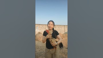 k tu qaib #hmoob #qaib #hmoobtxojkevuaneej