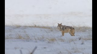 The elusive Mexican Gray Wolves: We found them!