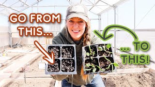 Seeds Not Sprouting?? THIS is Why!