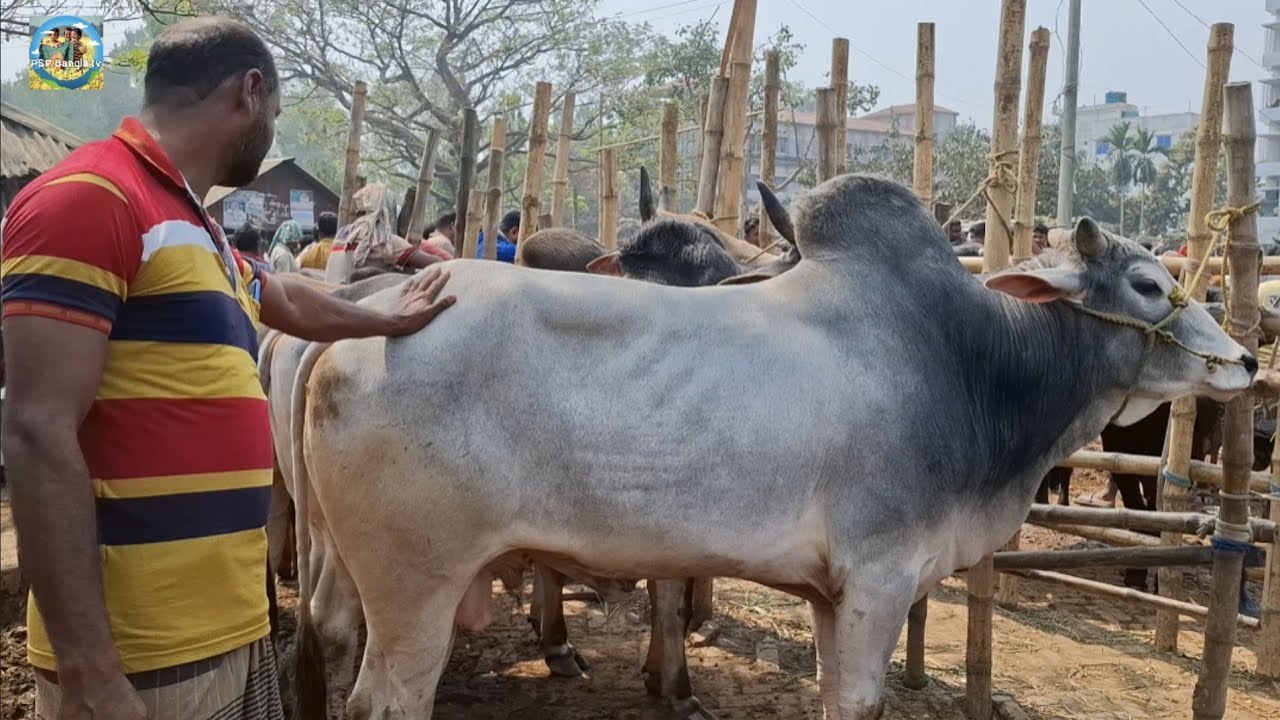 @ ৬/৩/২০২৬|| সেরা মানের খামার উপযোগী কুরবানির ষাঁড় গরুর দাম আমবাড়ী হাটে||