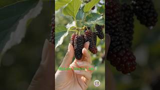 Stop ignoring this Superfood! 🫐 The Amazing Benefits of Shahtoot! #asmrfood #viral #ytshorts