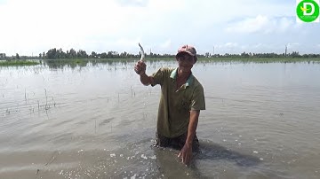 Đẩy côn mùa nước nổi nôm tim thật đã tay l Fishing VIETNAM