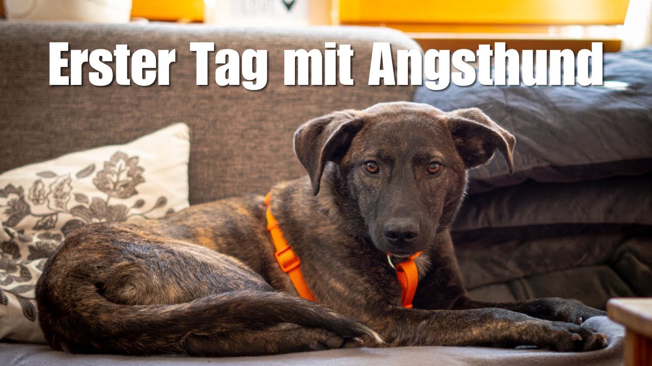 Erster Tag mit ängstlichem Pflegehund aus dem Tierschutz - Kennenlernen & Eingewöhnen
