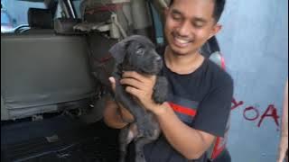 PITBULL PUSSY FOR JOHN KEI'S PAPY | THE MOST CUTE DOG - UNCONDITIONAL LOVE