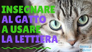 COME INSEGNARE AL GATTO A USARE LA LETTIERA