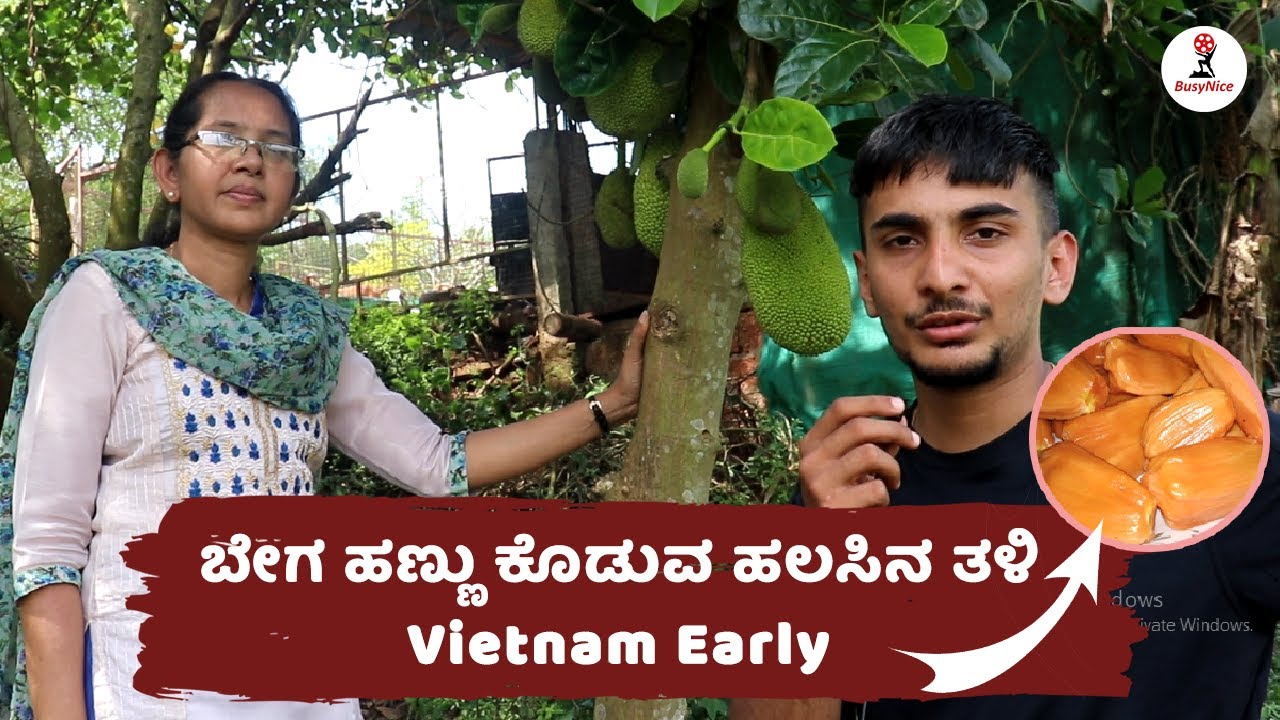 ಬೇಗ ಹಣ್ಣು ಕೊಡುವ ಹಲಸಿನ ತಳಿ | Vietnam Early | Jackfruit tree | Sakath Business