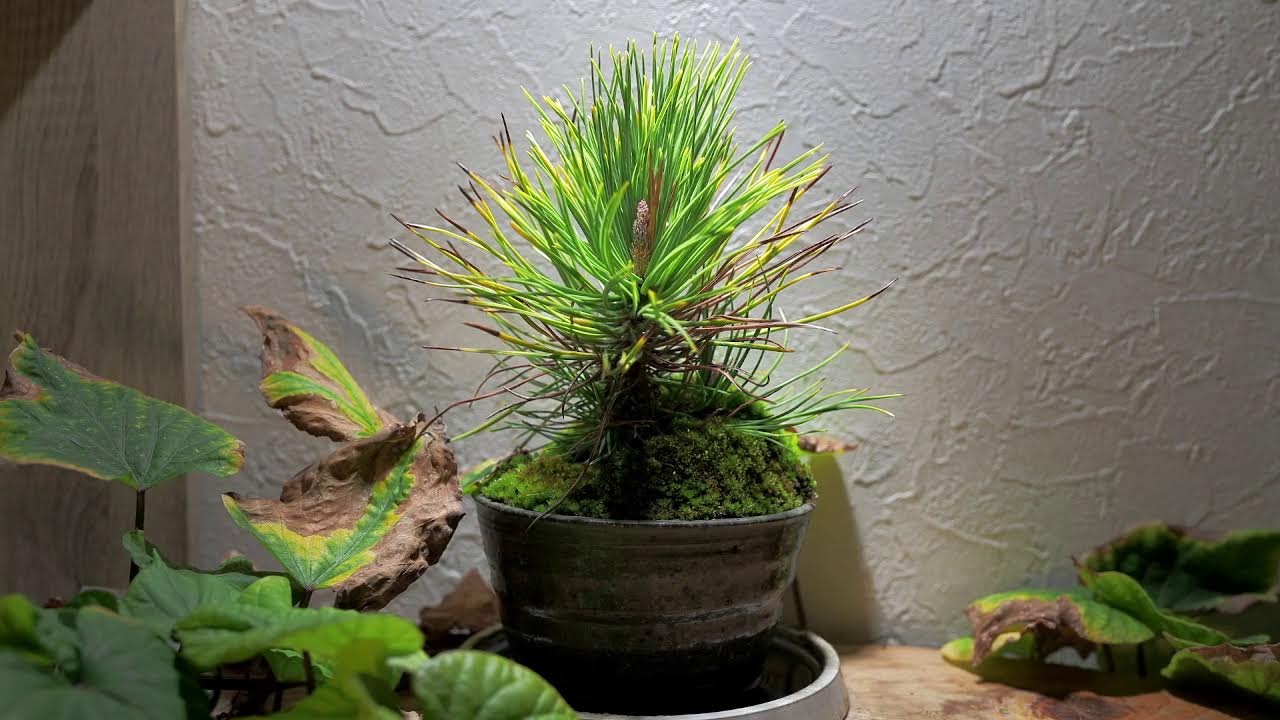 そのときまで　Seeds and the Circumstances　2026/2/27