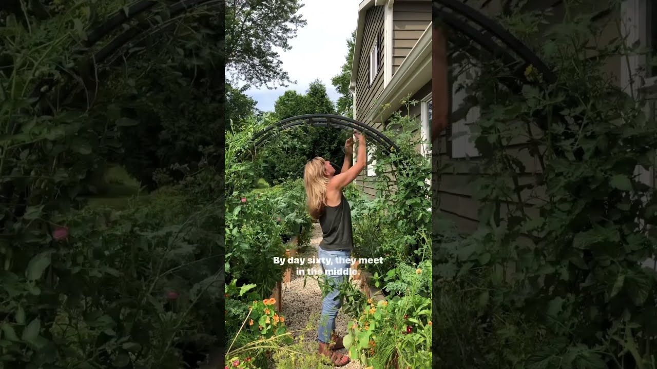 How I Got 150 Days Of Tomatoes On An Arch Trellis Gardenary Gardening Kitchengarden