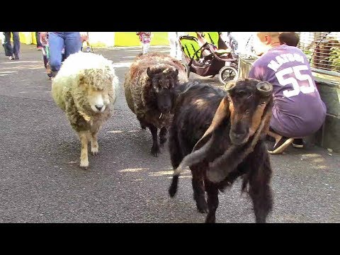 video phone beyonce mp3 バックヤードへ帰っていくミミナガヤギとヒツジ(江戸川区自然動物園)Goats and sheep returning to the back yard