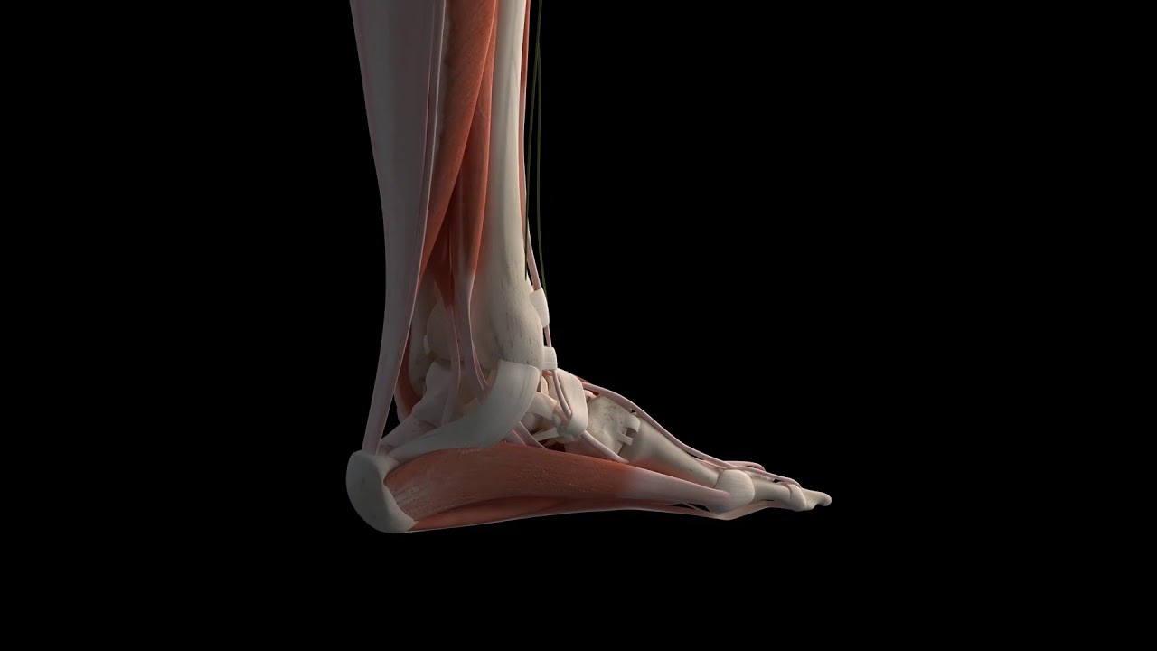 Axign Orthotic Flip Flops Promo