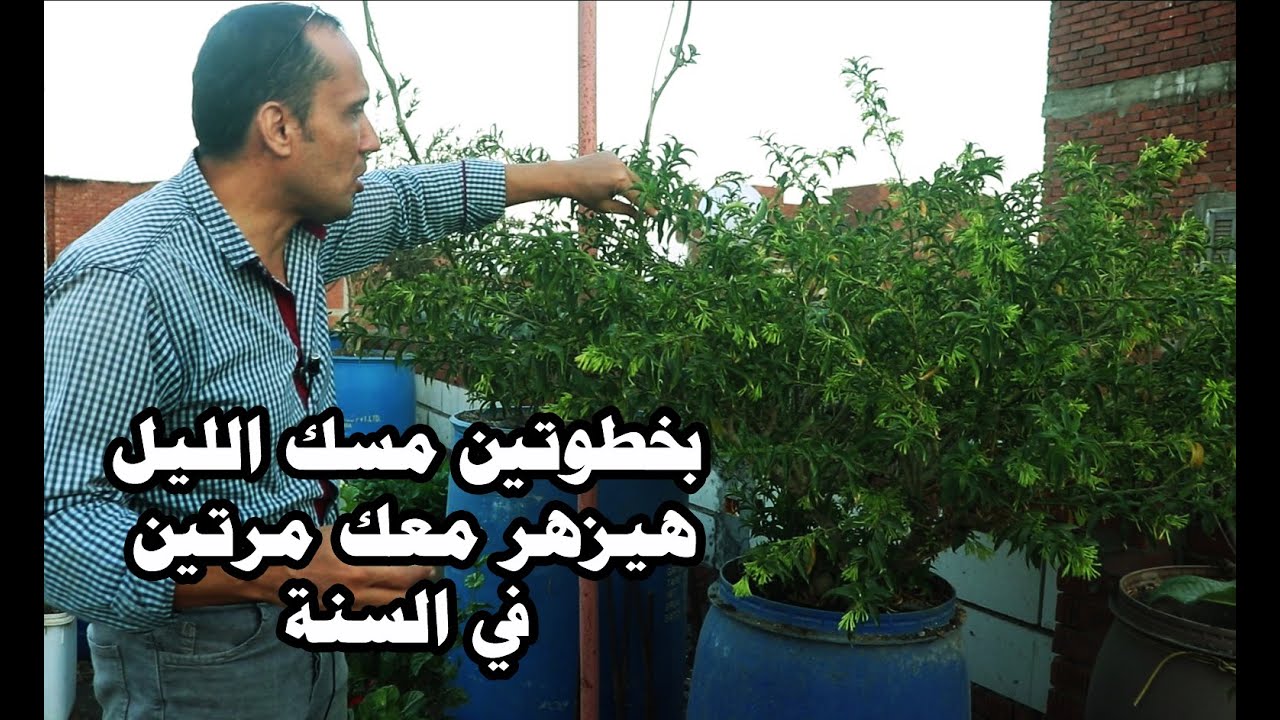 بخطوتين ببلاش هتجبر مسك الليل انه يزهر عندك مرتين في السنة بدون اسمدة