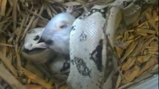 Boa Constrictor Feeding